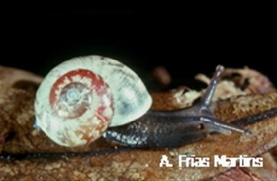 Leptaxis minor Backhuys, 1975